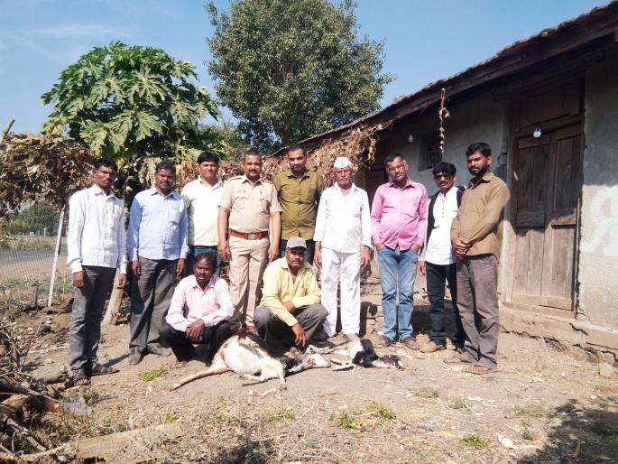 Two goats killed in leopard attack | बिबट्याच्या हल्ल्यात दोन शेळी ठार Two goats killed in leopard attack | बिबट्याच्या हल्ल्यात दोन शेळी ठार