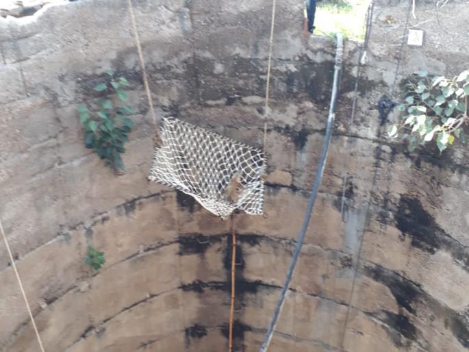 Success in pulling out the fusion of wells | विहिरीत पडलेल्या कोल्ह्यास बाहेर काढण्यात यश Success in pulling out the fusion of wells | विहिरीत पडलेल्या कोल्ह्यास बाहेर काढण्यात यश