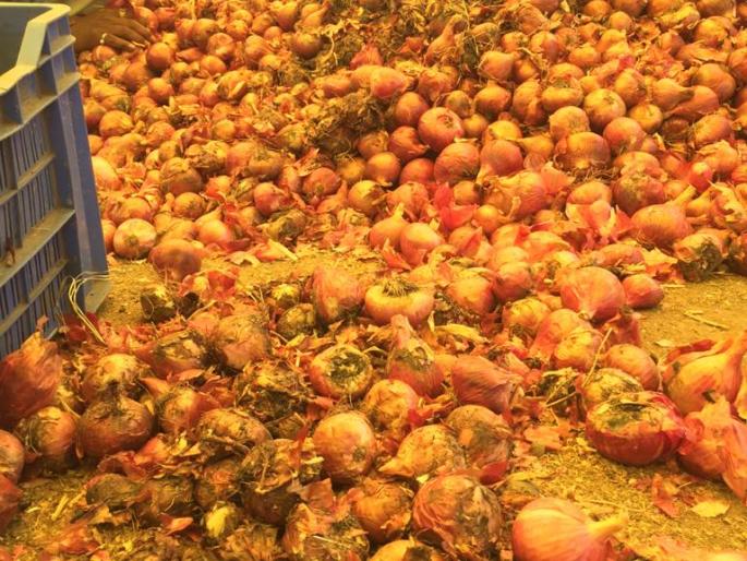 Damage of onion by pouring urea water in the sieve | चाळीत युरियायुक्त पाणी टाकुन कांद्याचे नुकसान Damage of onion by pouring urea water in the sieve | चाळीत युरियायुक्त पाणी टाकुन कांद्याचे नुकसान