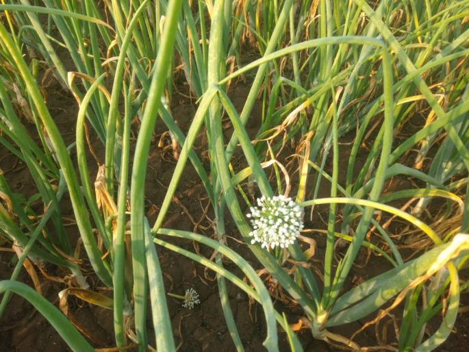 Damage due to bogus seeds of onion | कांद्याच्या बोगस बियाणांमुळे नुकसान Damage due to bogus seeds of onion | कांद्याच्या बोगस बियाणांमुळे नुकसान