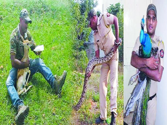 The khaki uniforms are being protected by the hobby | खाकी वर्दीकडून जोपासला जातोय कायद्याबरोबर प्राणीमित्राचा छंद The khaki uniforms are being protected by the hobby | खाकी वर्दीकडून जोपासला जातोय कायद्याबरोबर प्राणीमित्राचा छंद