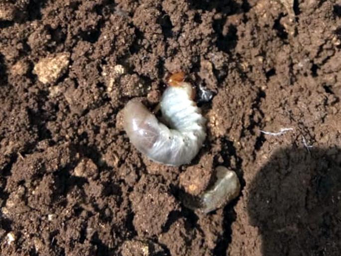 Parbhani: 20 thousand acres of sugarcane hazard | परभणी : २० हजार एकरवरील उसाचे क्षेत्र धोक्यात Parbhani: 20 thousand acres of sugarcane hazard | परभणी : २० हजार एकरवरील उसाचे क्षेत्र धोक्यात