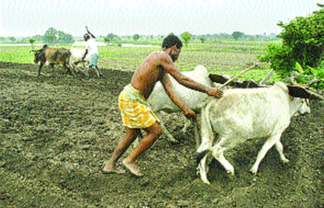 East part: increased cultivation | सिन्नरला रब्बी हंगामातील पिकांना मोठी पसंती East part: increased cultivation | सिन्नरला रब्बी हंगामातील पिकांना मोठी पसंती
