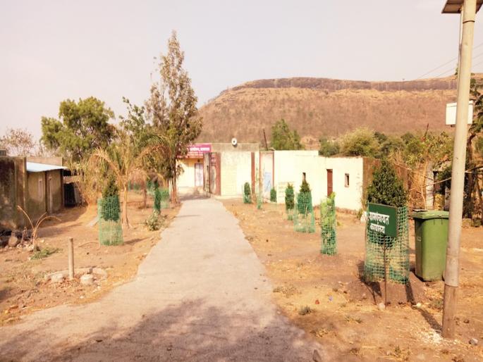 'Bihar Pattern' has more than 300 trees! | ‘बिहार पॅटर्न’ने जगविली तीनशेहून अधिक झाडे!