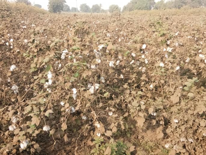 All the farmers in the dust ... | धुळीने माखले सारे शेतशिवार... All the farmers in the dust ... | धुळीने माखले सारे शेतशिवार...