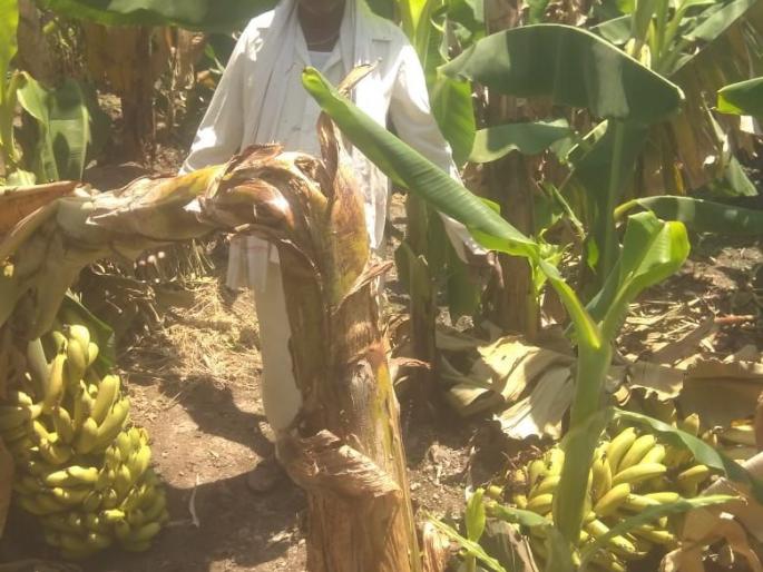 A banana growing farmer's goods in Londri | लोंढ्री येथील केळी उत्पादक शेतकऱ्याचा माल मातीमोल A banana growing farmer's goods in Londri | लोंढ्री येथील केळी उत्पादक शेतकऱ्याचा माल मातीमोल