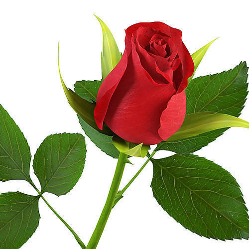 In the week of love, Rose took Hybhavahna; Pocket slap | प्रेमाच्या सप्ताहात गुलाबाने घेतला ‘भाव’; खिशाला झळ