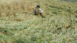Large losses due to return of kharif crop in Otur area | ओतुर परीसरात खरीप पिकाचे परतीच्या पावसाने मोठे नुकसान Large losses due to return of kharif crop in Otur area | ओतुर परीसरात खरीप पिकाचे परतीच्या पावसाने मोठे नुकसान