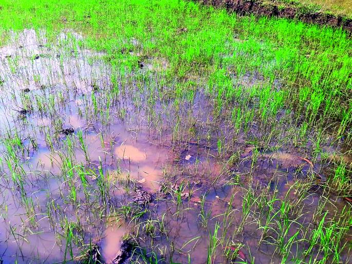 Fierce march on forest area will alert farmers in Padlos area | वनविभागावर धडक मोर्चा काढणार, पाडलोस परिसरातील शेतकऱ्यांचा इशारा Fierce march on forest area will alert farmers in Padlos area | वनविभागावर धडक मोर्चा काढणार, पाडलोस परिसरातील शेतकऱ्यांचा इशारा