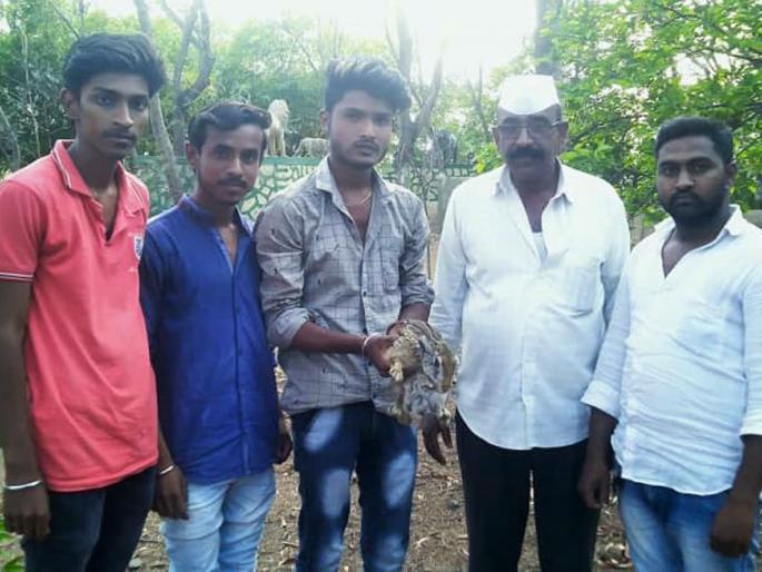 The release of the rare rabbit lying in the well | विहिरीत पडलेल्या दुर्मीळ सशाची सुटका