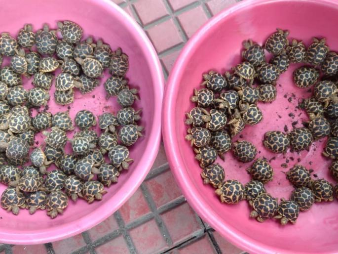 Karnataka's 530 cousins have been married for eight days in Vanakhatya Thane! | कर्नाटकच्या ५३० कासवांना वनखात्याचा ठाण्यात आठ दिवस पाहुणचार ! Karnataka's 530 cousins have been married for eight days in Vanakhatya Thane! | कर्नाटकच्या ५३० कासवांना वनखात्याचा ठाण्यात आठ दिवस पाहुणचार !