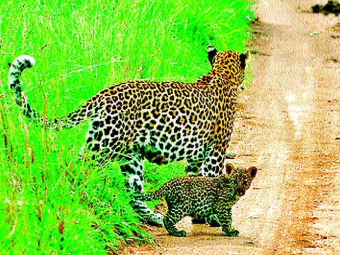 Backbone of the Gangetic dam again spreads in the canal: Chinti to Makhmalabad areas; Deploy two cages, challenge the forest department | गंगापूर धरणाच्या डाव्या कालव्यावर बिबट मादीचा संचार पुन्हा दहशत : चांदशी ते मखमलाबाद भागात पिल्लांचाही वावर; दोन पिंजरे तैनात, वनविभागापुढे आव्हान Backbone of the Gangetic dam again spreads in the canal: Chinti to Makhmalabad areas; Deploy two cages, challenge the forest department | गंगापूर धरणाच्या डाव्या कालव्यावर बिबट मादीचा संचार पुन्हा दहशत : चांदशी ते मखमलाबाद भागात पिल्लांचाही वावर; दोन पिंजरे तैनात, वनविभागापुढे आव्हान