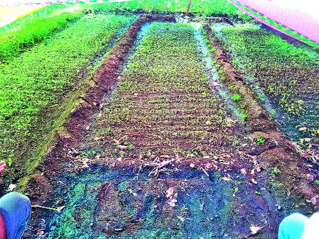 Spray weed on tomato seedlings | टमाटा रोपावर तणनाशक फवारणी Spray weed on tomato seedlings | टमाटा रोपावर तणनाशक फवारणी