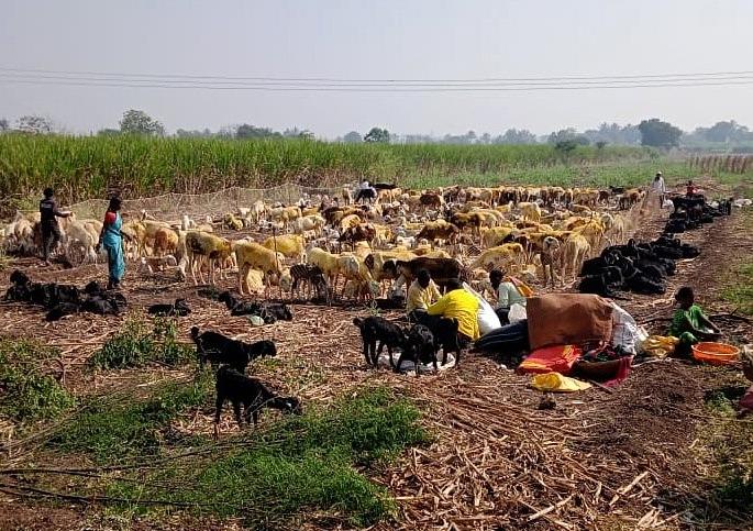 The shepherd took shelter in the fodder and proceeded to the black forest, starting from floor to floor | चारा तिथेच निवारा घेत मेंढपाळ काळ्या रानाकडे रवाना, मजल-दरमजल सुरू The shepherd took shelter in the fodder and proceeded to the black forest, starting from floor to floor | चारा तिथेच निवारा घेत मेंढपाळ काळ्या रानाकडे रवाना, मजल-दरमजल सुरू