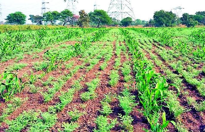 Sowing of jowar in Harbari | हरभऱ्यात ज्वारीची पेरणी