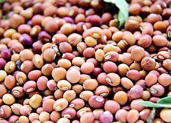 Government relief to tur growers | तूर उत्पादकांना शासनाचा दिलासा  Government relief to tur growers | तूर उत्पादकांना शासनाचा दिलासा