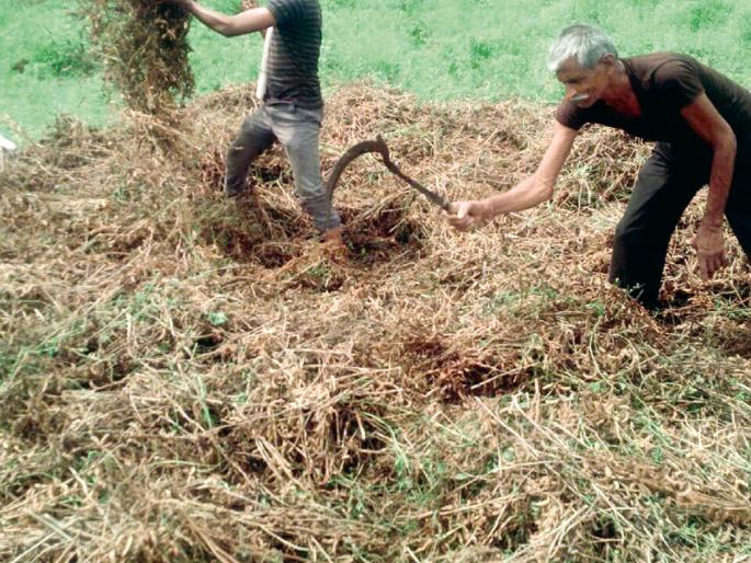 Return to the Kharifa season | परतीच्या पावसाचा खरिपाला फटका Return to the Kharifa season | परतीच्या पावसाचा खरिपाला फटका