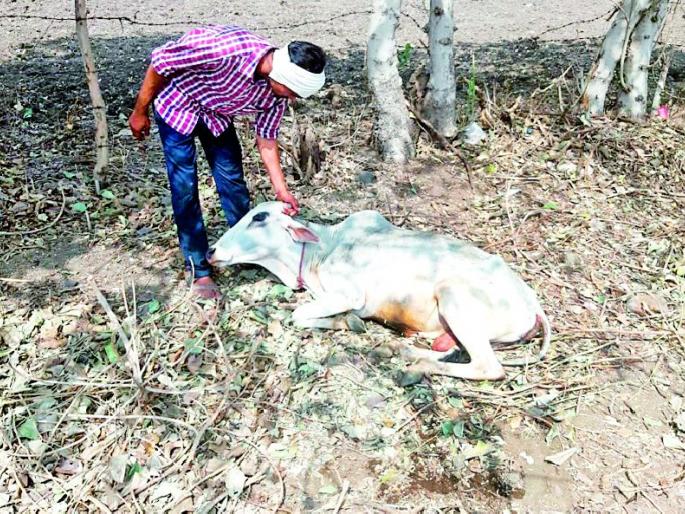 15 cows died after eating poisonous fodder | विषयुक्त चारा खाल्ल्याने १५ गार्इंचा मृत्यू 15 cows died after eating poisonous fodder | विषयुक्त चारा खाल्ल्याने १५ गार्इंचा मृत्यू