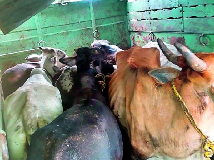 Nine animals released for slaughter | कत्तलीसाठी जाणाऱ्या नऊ जनावरांची सुटका Nine animals released for slaughter | कत्तलीसाठी जाणाऱ्या नऊ जनावरांची सुटका