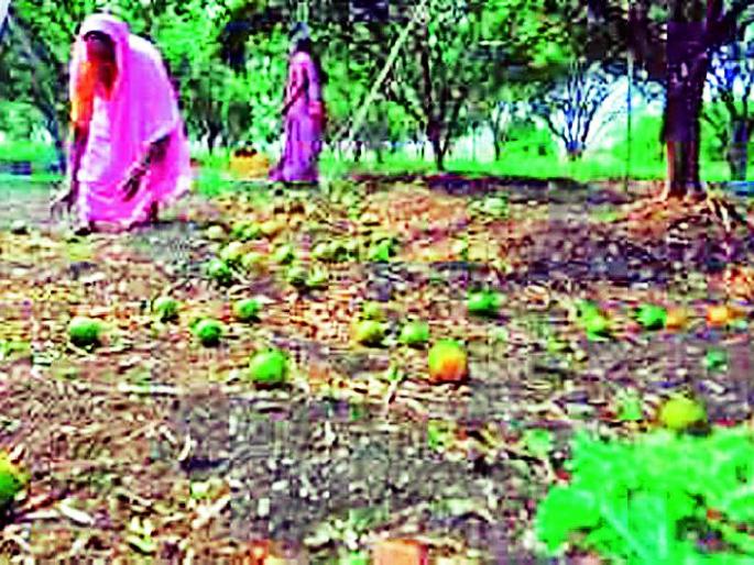 Squeeze the orange fruit on 600 hectares | ६०० हेक्टरवर संत्र्याची फळ गळ Squeeze the orange fruit on 600 hectares | ६०० हेक्टरवर संत्र्याची फळ गळ