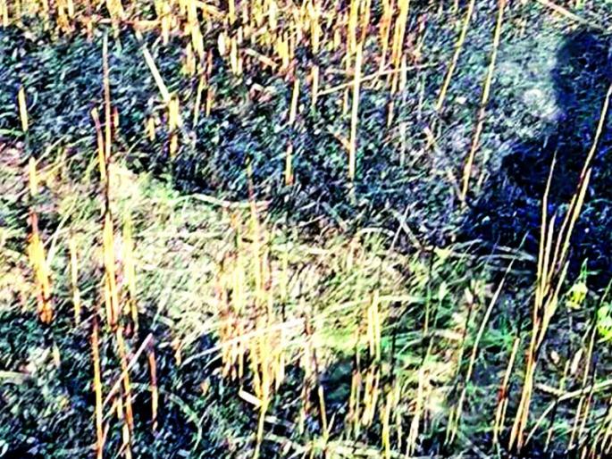 Wheat Wheat Plate | आगीत गहू पीक खाक Wheat Wheat Plate | आगीत गहू पीक खाक