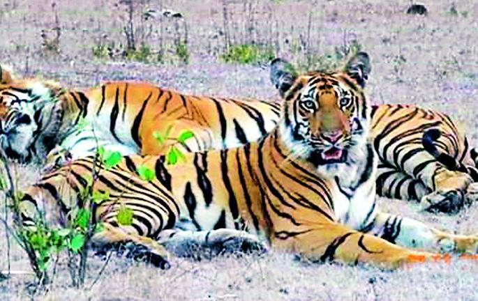 Free communication of wildlife with tigers | वाघांसह वन्यजीवांचा मुक्तसंचार