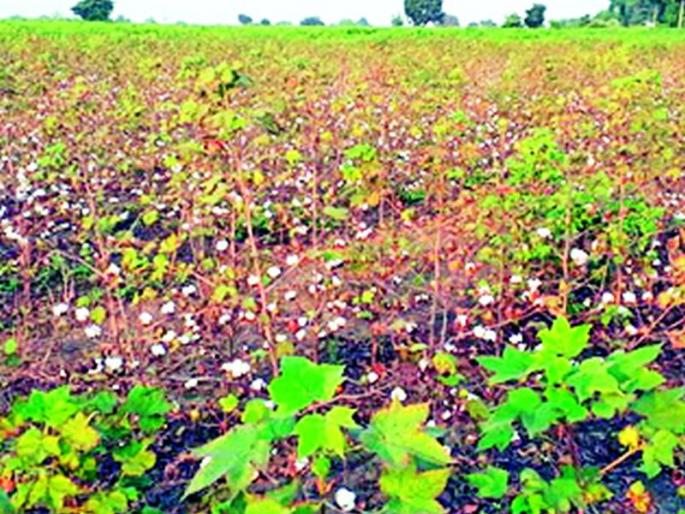 Crop damage in Wani sub-division is in lakhs of rupees, but aid is in thousands | वणी उपविभागात पिकांचे नुकसान लाखो रुपयांचे, मदत मात्र हजारांत Crop damage in Wani sub-division is in lakhs of rupees, but aid is in thousands | वणी उपविभागात पिकांचे नुकसान लाखो रुपयांचे, मदत मात्र हजारांत