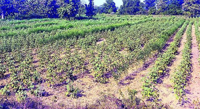 At two o'clock in the field of Ulangwadi | दोन वेच्यातच शेताची उलंगवाडी At two o'clock in the field of Ulangwadi | दोन वेच्यातच शेताची उलंगवाडी
