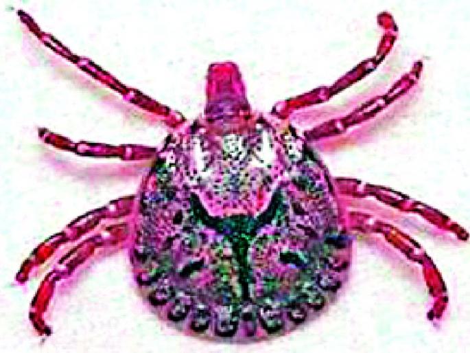 14 people of the scrab typhus, one of the victims of the district | जिल्ह्यात स्क्रब टायफसचे १४ रुग्ण, एकाचा बळी 14 people of the scrab typhus, one of the victims of the district | जिल्ह्यात स्क्रब टायफसचे १४ रुग्ण, एकाचा बळी