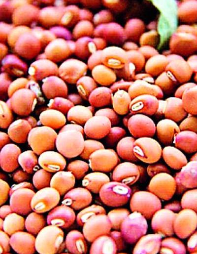 'Tejaswini' project to buy tur cation | तूर लागवड ते खरेदीचा ‘तेजस्विनी’ प्रकल्प 'Tejaswini' project to buy tur cation | तूर लागवड ते खरेदीचा ‘तेजस्विनी’ प्रकल्प