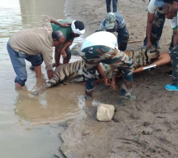 The tiger's life has gone due to not taking decision | चंद्रपूर वाघ मृत्यू प्रकरण; निर्णयावर एकमत न झाल्यानेच गेले वाघाचे प्राण The tiger's life has gone due to not taking decision | चंद्रपूर वाघ मृत्यू प्रकरण; निर्णयावर एकमत न झाल्यानेच गेले वाघाचे प्राण