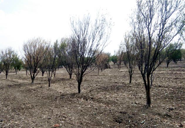 Wardha district; orange farming is in trouble | वर्धा जिल्ह्यात सूर्य कोपला; साडेतीन हजार हेक्टरवरील संत्राबागांना झळा Wardha district; orange farming is in trouble | वर्धा जिल्ह्यात सूर्य कोपला; साडेतीन हजार हेक्टरवरील संत्राबागांना झळा