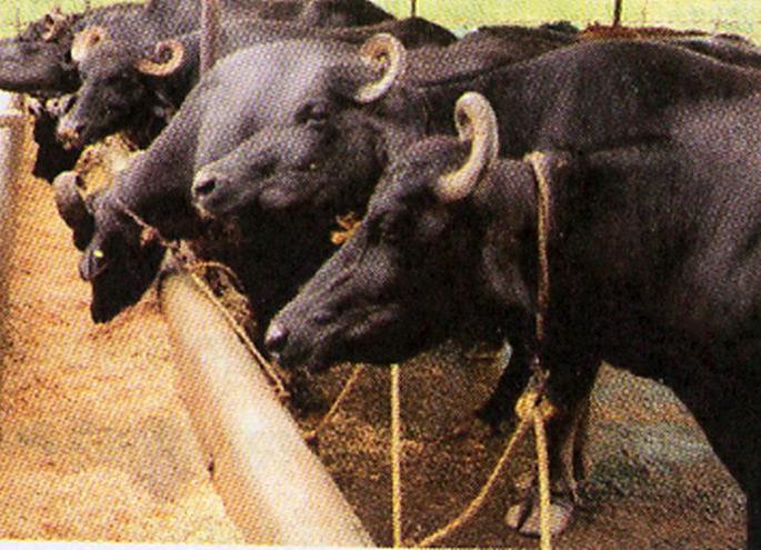 In the drought-prone situation, the prices of the food of animals are flare-up | दुष्काळी स्थितीत पशुखाद्यांच्या किंमती भडकल्या In the drought-prone situation, the prices of the food of animals are flare-up | दुष्काळी स्थितीत पशुखाद्यांच्या किंमती भडकल्या