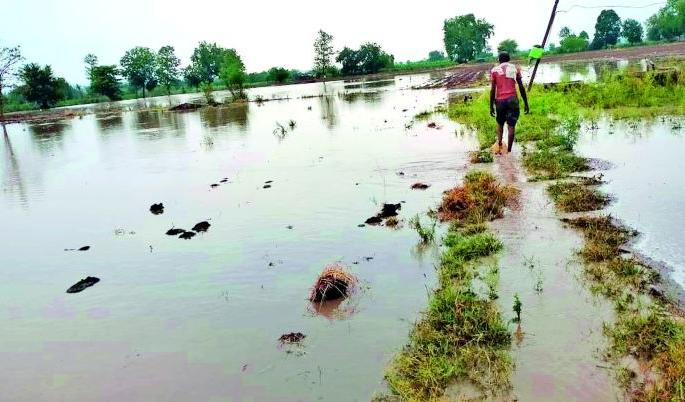 Presence of heavy rains in Darwha, Pusad, Mahagaon | दारव्हा, पुसद, महागावात दमदार पावसाची हजेरी Presence of heavy rains in Darwha, Pusad, Mahagaon | दारव्हा, पुसद, महागावात दमदार पावसाची हजेरी