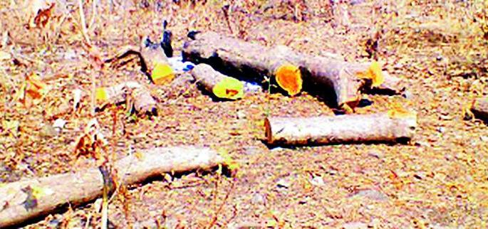20,000 trees felled in Yavatmal forest | यवतमाळ वनवृत्तामध्ये कापली 20 हजार झाडे