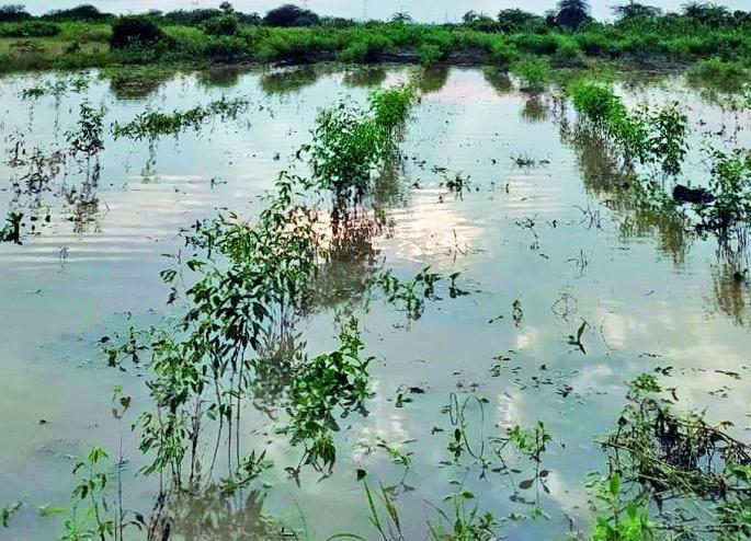 Bembal's backwater in the field | बेंबळाच्या बॅक वॉटरचे पाणी शेतात Bembal's backwater in the field | बेंबळाच्या बॅक वॉटरचे पाणी शेतात