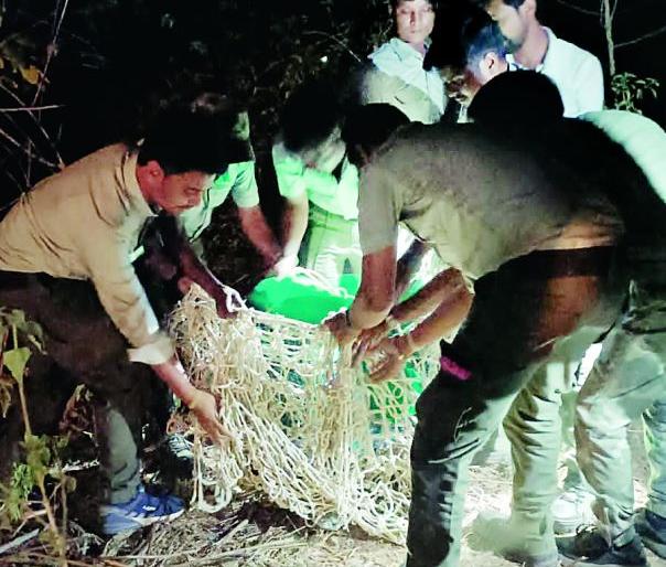 In the dark, the wounded leopard was caught by the hands | अंधारात जखमी बिबट्याला हाताने जाळ्यात पकडले; देवलापारच्या जंगलात रेस्क्यू टीमचे साहस In the dark, the wounded leopard was caught by the hands | अंधारात जखमी बिबट्याला हाताने जाळ्यात पकडले; देवलापारच्या जंगलात रेस्क्यू टीमचे साहस