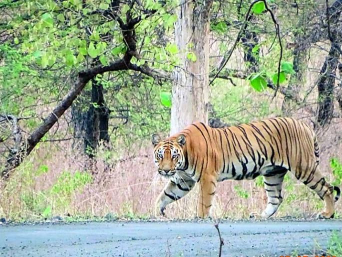 Time to cage 'Tiger' for the first time in Wardhya | वर्ध्यात प्रथमच ‘टायगर’ला पिंजराबंद करण्याची वेळ