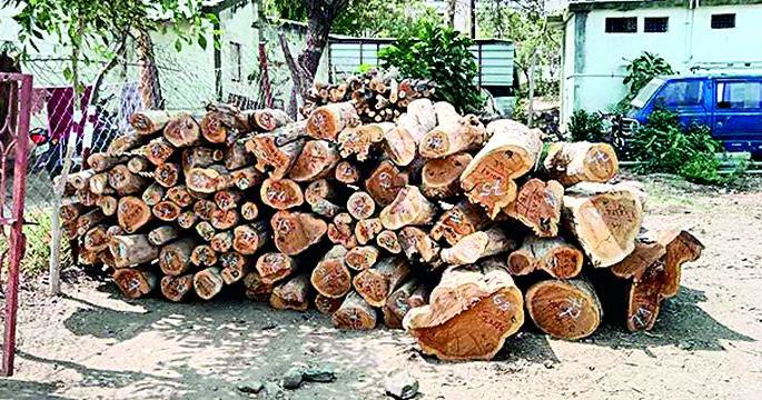 Deforestation with the permission of the forest department; However, the forest ranger reported the crime to the farmer | वनविभागाची परवानगी घेऊन वृक्षतोड; तरी वनरक्षकाने शेतकऱ्यावर नोंदविला वनगुन्हा Deforestation with the permission of the forest department; However, the forest ranger reported the crime to the farmer | वनविभागाची परवानगी घेऊन वृक्षतोड; तरी वनरक्षकाने शेतकऱ्यावर नोंदविला वनगुन्हा