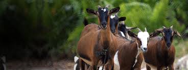 Remains of dead animals from the Hirawadi plateau | हिरावाडी पाटकिनारी मृत जनावरांचे अवशेष Remains of dead animals from the Hirawadi plateau | हिरावाडी पाटकिनारी मृत जनावरांचे अवशेष