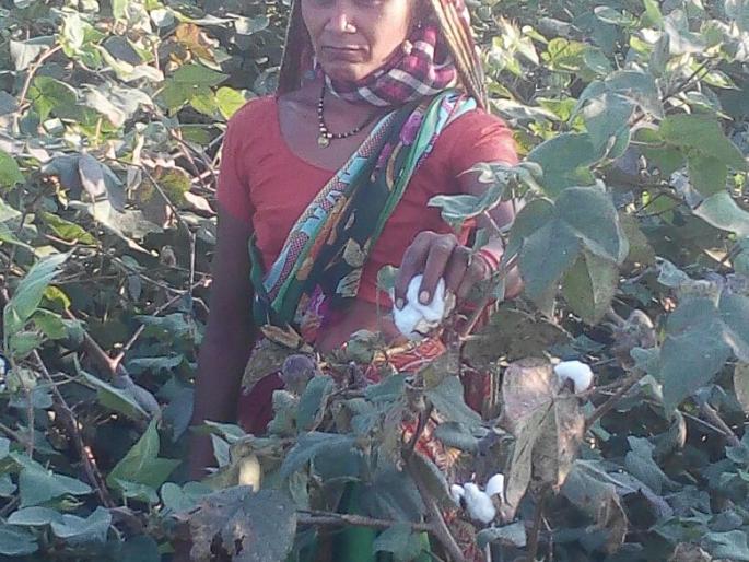 There is no action on the research report of cotton picking in the state | राज्यात कापूस वेचणीच्या संशोधन अहवालावर कार्यवाही नाही