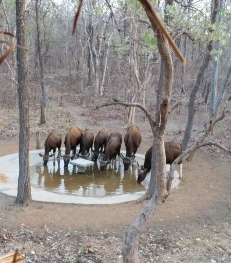 Bucky Gate is attraction for tourists in Navegaon-Nagzira Wildlife Sanctuary | नवेगाव-नागझिरा अभयारण्यातील बकी गेट ठरतेय पर्यटकांसाठी पर्वणी Bucky Gate is attraction for tourists in Navegaon-Nagzira Wildlife Sanctuary | नवेगाव-नागझिरा अभयारण्यातील बकी गेट ठरतेय पर्यटकांसाठी पर्वणी