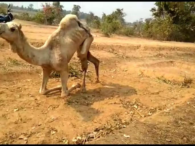 Injured camel found in Desaiiganj taluka of Gadchiroli | गडचिरोलीच्या देसाईगंज तालुक्यात आढळला आजारी अवस्थेतील बेवारस उंट Injured camel found in Desaiiganj taluka of Gadchiroli | गडचिरोलीच्या देसाईगंज तालुक्यात आढळला आजारी अवस्थेतील बेवारस उंट