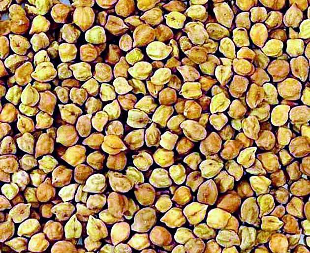 Eclipse of unclear instructions for purchase of Nafed gram | नाफेडच्या चणा खरेदीला अस्पष्ट सूचनांचे ग्रहण Eclipse of unclear instructions for purchase of Nafed gram | नाफेडच्या चणा खरेदीला अस्पष्ट सूचनांचे ग्रहण