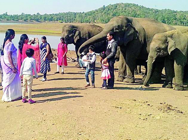 Gadchiroli and Gondia elephants will be shifted in Tadoba and Pench | गडचिरोली व गोंदियातील हत्तींचे होणार पेंच व ताडोबात स्थानांतर Gadchiroli and Gondia elephants will be shifted in Tadoba and Pench | गडचिरोली व गोंदियातील हत्तींचे होणार पेंच व ताडोबात स्थानांतर