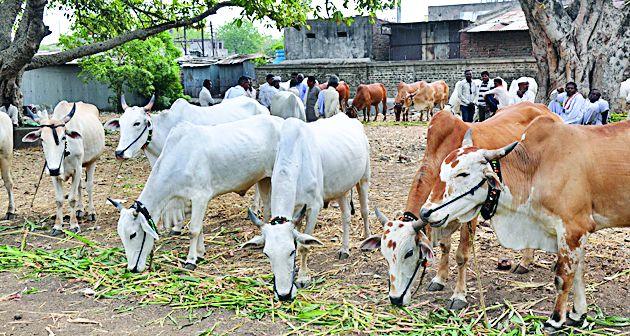 Increasing sales of bullockies in Yavatmal district | यवतमाळ जिल्ह्यात कर्जबाजारीपणामुळे बैलांची विक्री वाढली
