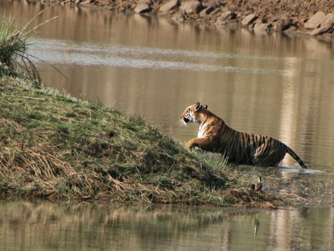 Increase in Safari tariff for Tadoba Tiger project | ताडोबा व्याघ्र प्रकल्पाच्या सफारी शुल्कात वाढ Increase in Safari tariff for Tadoba Tiger project | ताडोबा व्याघ्र प्रकल्पाच्या सफारी शुल्कात वाढ