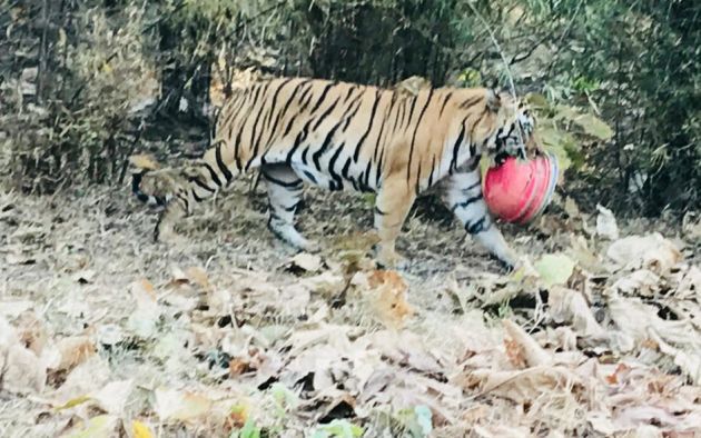King of Tadoba forest grabbed a fiber basket | ताडोबाच्या जंगलातील राजाने पळवली फायबरची टोपली King of Tadoba forest grabbed a fiber basket | ताडोबाच्या जंगलातील राजाने पळवली फायबरची टोपली