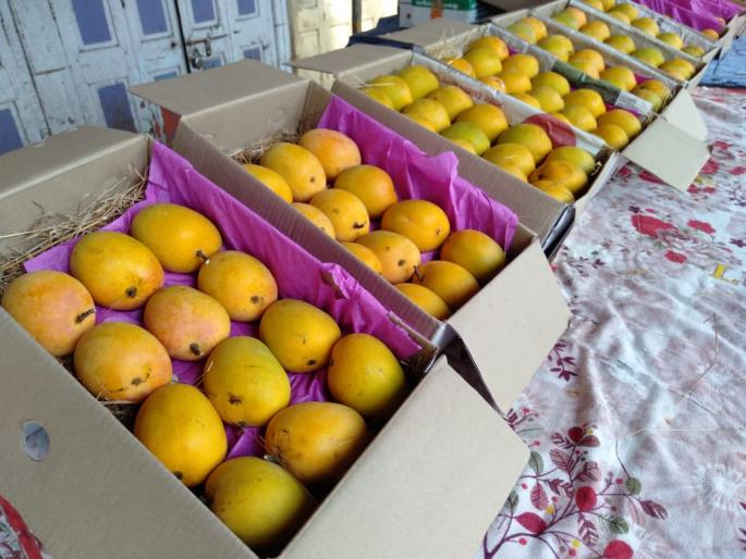 corona in kolhapur - King of fruits, Hirmaus, dropped in rate and taste copy was dropped | corona in kolhapur-फळांचा राजा हिरमुसला, दरही घसरले, चवीची प्रतही खालावली corona in kolhapur - King of fruits, Hirmaus, dropped in rate and taste copy was dropped | corona in kolhapur-फळांचा राजा हिरमुसला, दरही घसरले, चवीची प्रतही खालावली