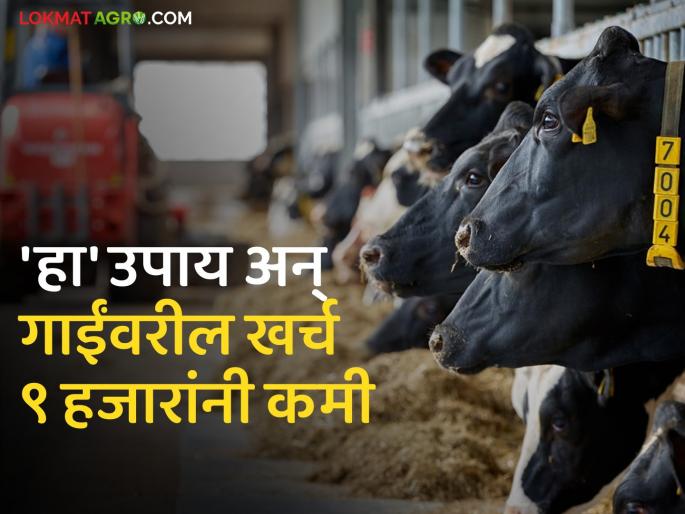 Dairy Solution : Do home remedy and save 9 thousand in the cost of cow feed | Dairy Solution : 'हा' घरगुती उपाय करा अन् गाईच्या खाद्यावरील खर्चात करा ९ हजारांची बचत Dairy Solution : Do home remedy and save 9 thousand in the cost of cow feed | Dairy Solution : 'हा' घरगुती उपाय करा अन् गाईच्या खाद्यावरील खर्चात करा ९ हजारांची बचत